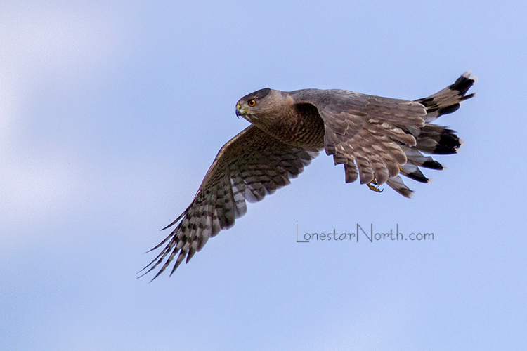 utah hawk